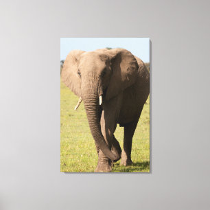 African Elephant (Loxodonta Africana), Maasai Canvas Print