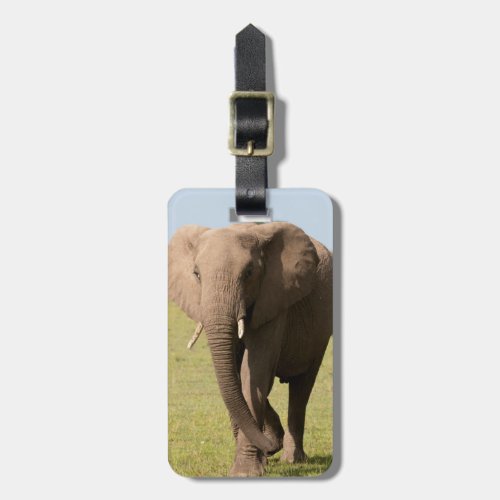 African Elephant Loxodonta Africana Maasai Luggage Tag