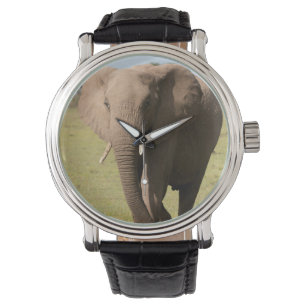 African Elephant (Loxodonta Africana), Maasai Watch
