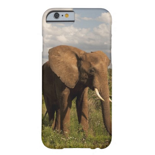 African Elephant Loxodonta africana out in a Barely There iPhone 6 Case