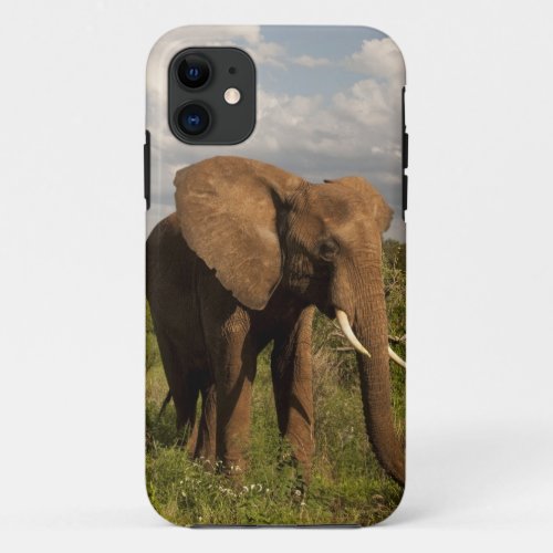 African Elephant Loxodonta africana out in a iPhone 11 Case