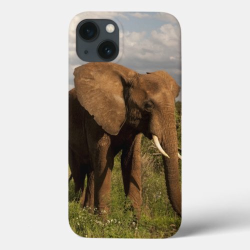 African Elephant Loxodonta africana out in a iPhone 13 Case