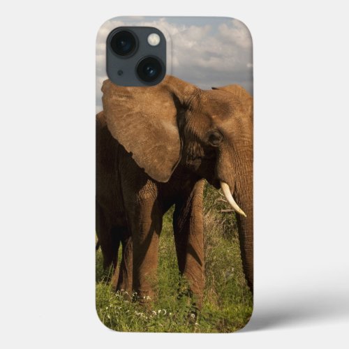 African Elephant Loxodonta africana out in a iPhone 13 Case