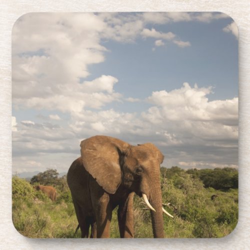 African Elephant Loxodonta africana out in a Coaster