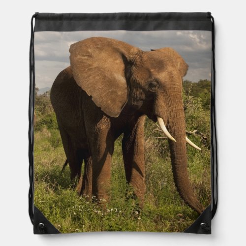 African Elephant Loxodonta africana out in a Drawstring Bag
