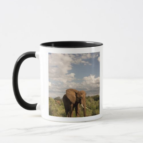 African Elephant Loxodonta africana out in a Mug