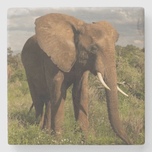 African Elephant Loxodonta africana out in a Stone Coaster