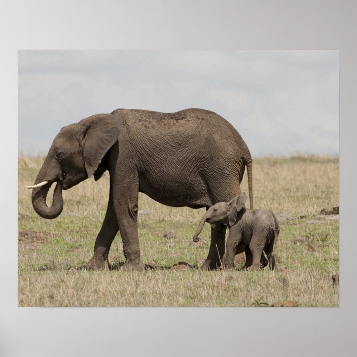 African Elephant Mother With Baby Walking Poster Zazzle Com