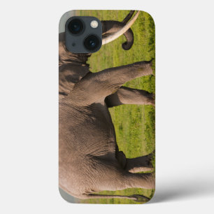 African Elephant, Ngorongoro Conservation Area iPhone 13 Case
