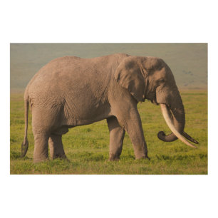 African Elephant, Ngorongoro Conservation Area Wood Wall Art