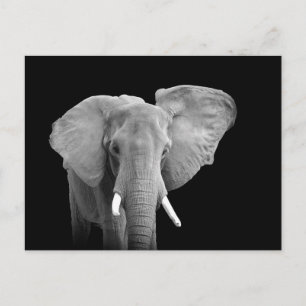 African Elephant on Black Safari Animal Postcard