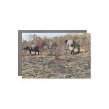 African Elephant Photo Magnet