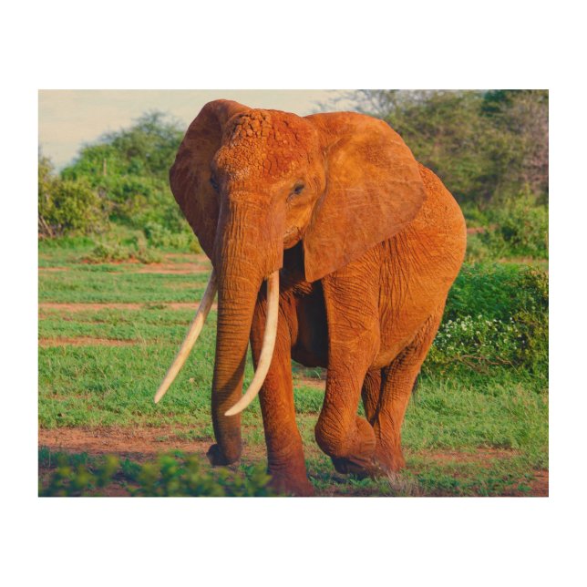 African Elephant Photograph Wood Wall Art (Front)