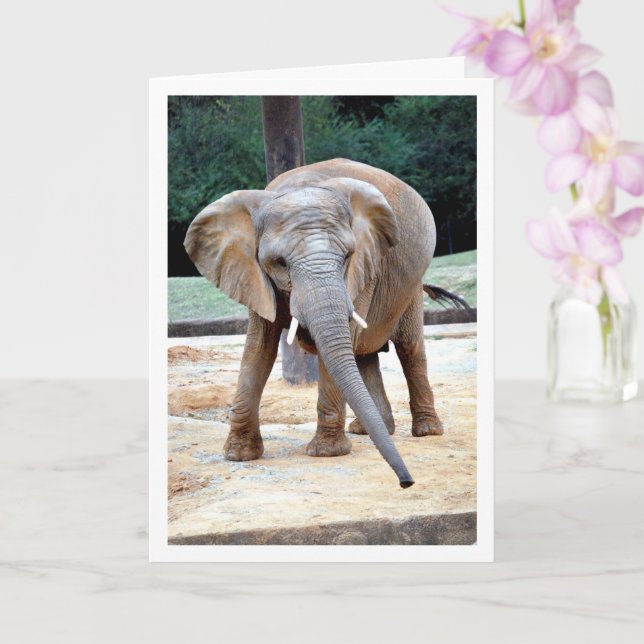African Elephant Portrait Card (Orchid)