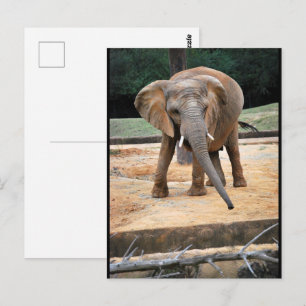 African Elephant Portrait Postcard
