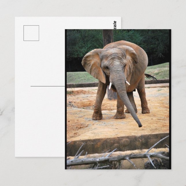 African Elephant Portrait Postcard (Front/Back)