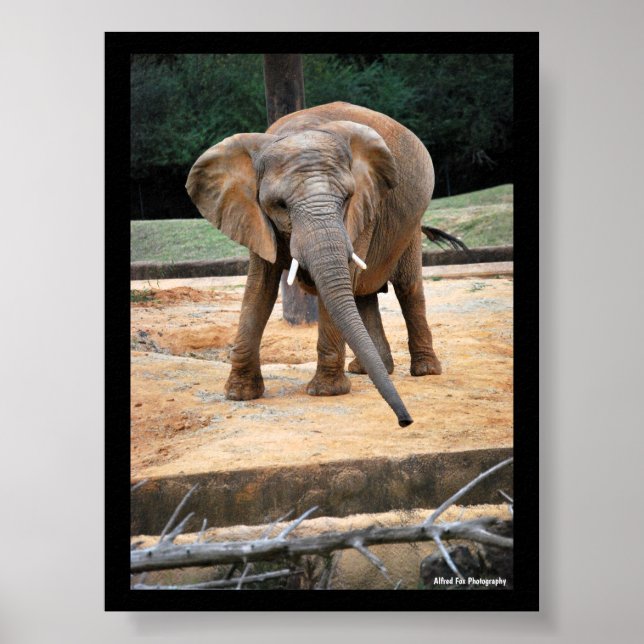 African Elephant Portrait Poster (Front)