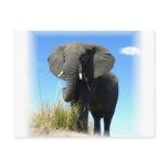 African Elephant Postcard