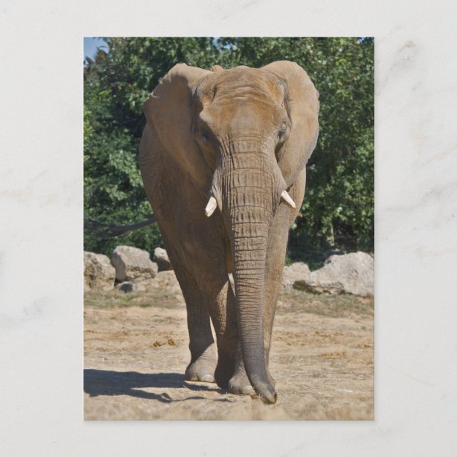 African Elephant Postcard (Front)