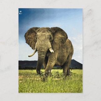 african-elephant postcard