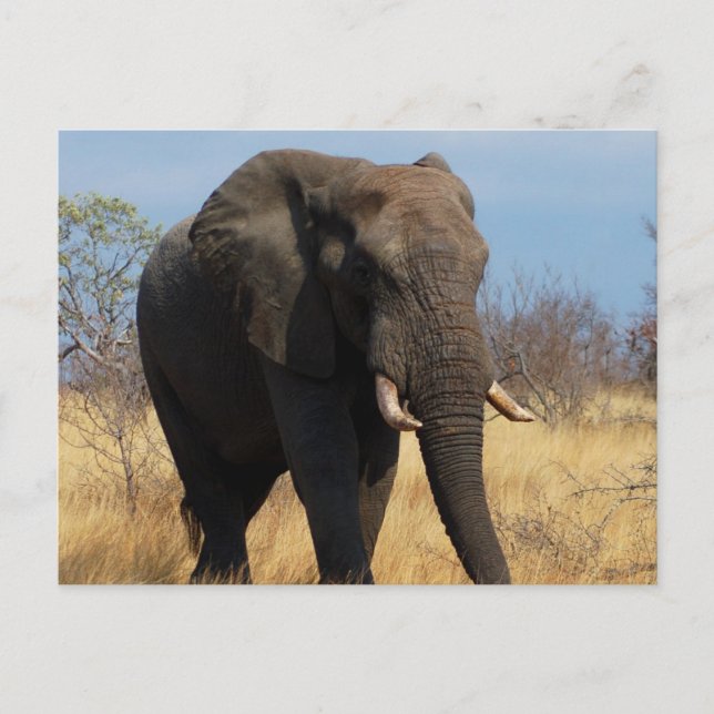 African Elephant Postcard (Front)