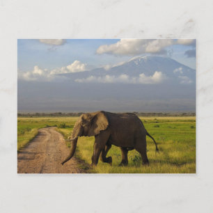 African Elephant Postcard