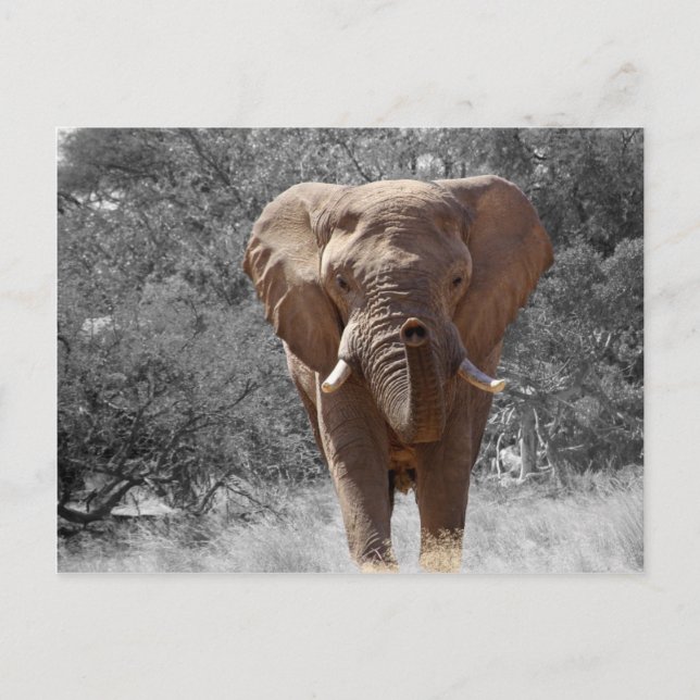 African Elephant Postcard (Front)