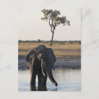 African elephant postcard