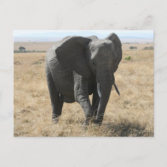 african elephant postcard (Front)