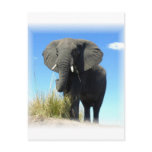 African Elephant Postcard