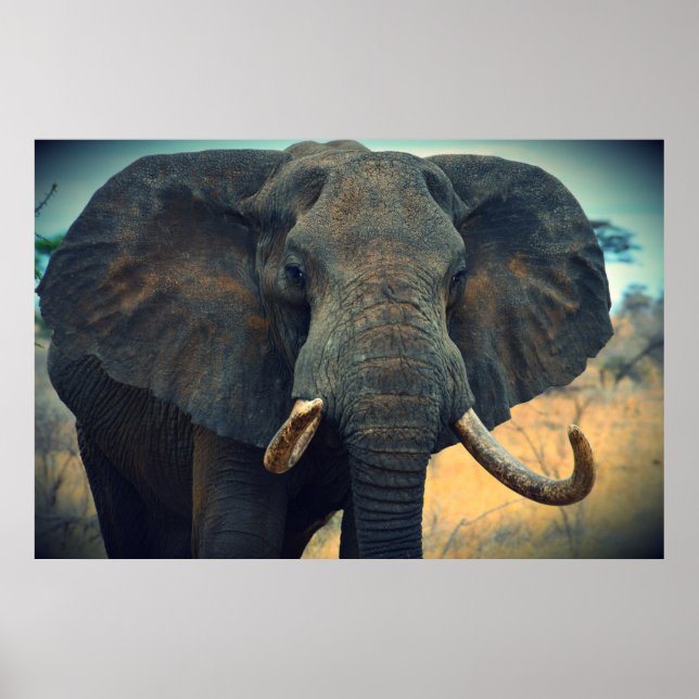 African Elephant  Poster (Front)