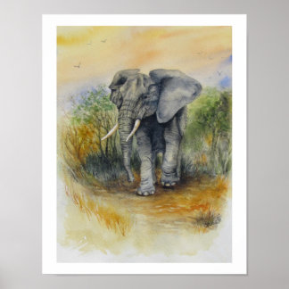 African Elephant Poster