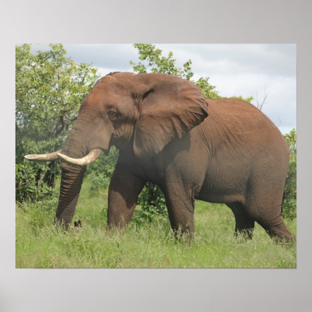 african elephant poster (Front)