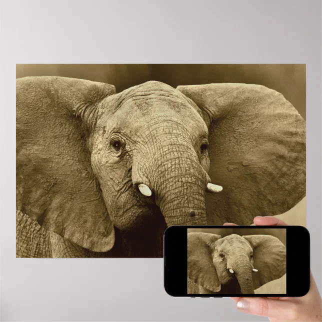 African Elephant poster, print, picture, image Poster | Zazzle