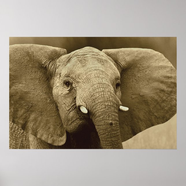 African Elephant poster, print, picture, image Poster (Front)