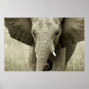 African Elephant poster, print, picture Poster