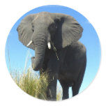 African Elephant Sticker