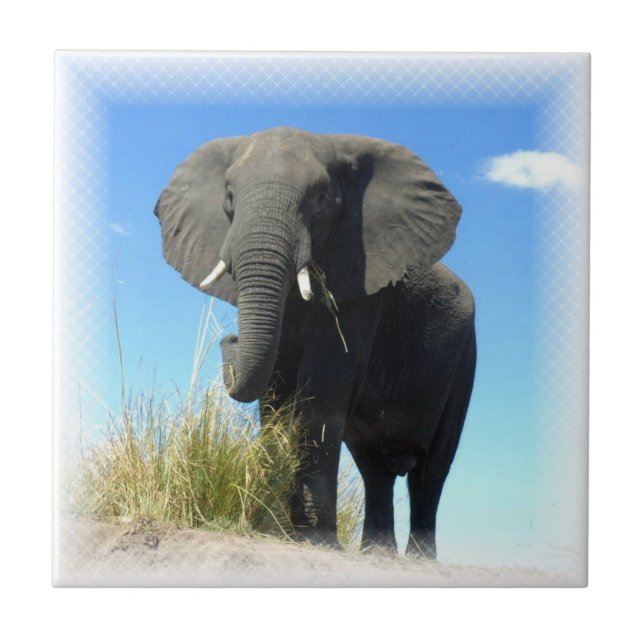 African Elephant Tile (Front)