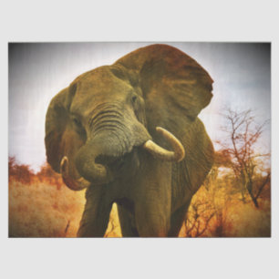 African Elephant Tissue Paper