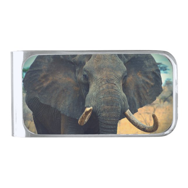 African Elephant Up Close  Silver Finish Money Clip (Front)