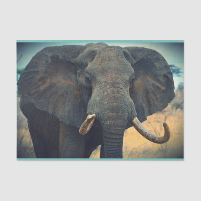 African Elephant Up Close  Tissue Paper (Front)