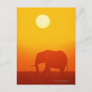 African elephant walking at sunset , Kenya , Postcard