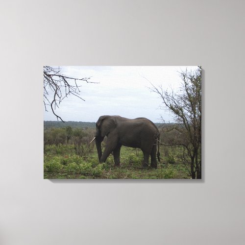 African Elephant Wildlife Photo Canvas Print