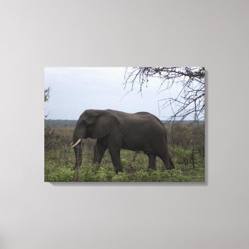 African Elephant Wildlife Photo Canvas Print