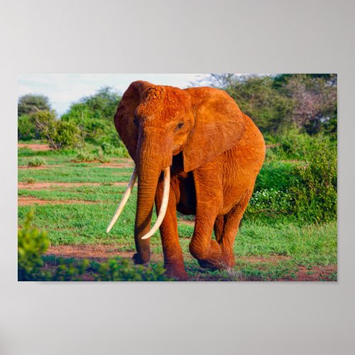 African Elephant Wildlife Photo Poster