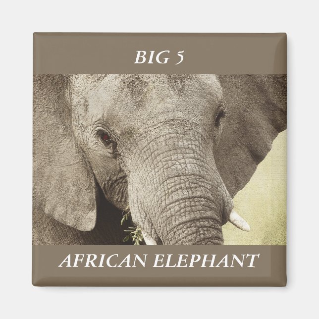 African elephant wildlife safari magnets (Front)