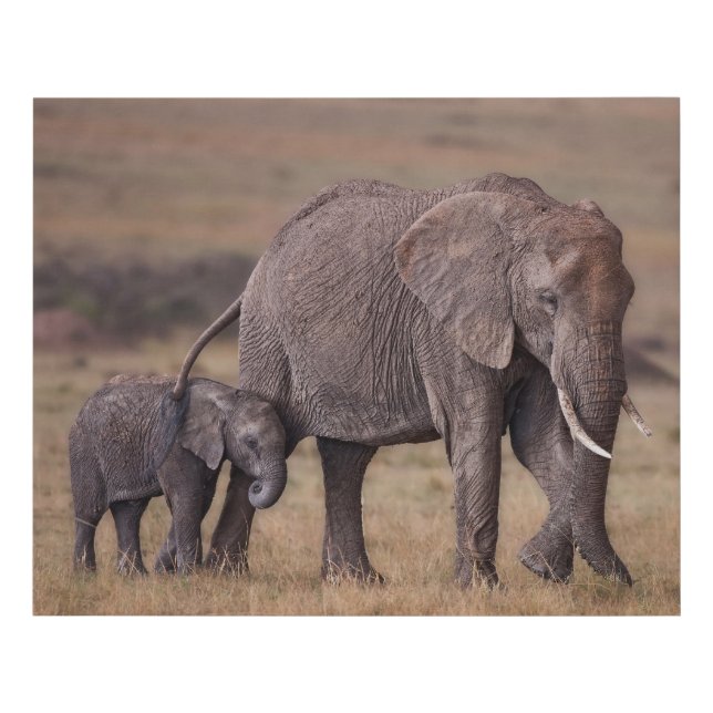African Elephant with Baby Faux Canvas Print (Front)