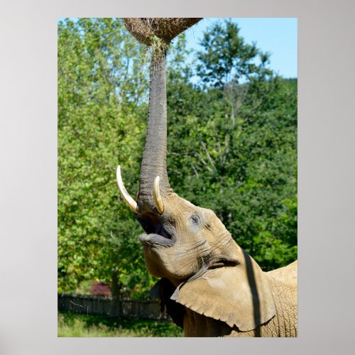African elephant with trunk up holiday postcard poster