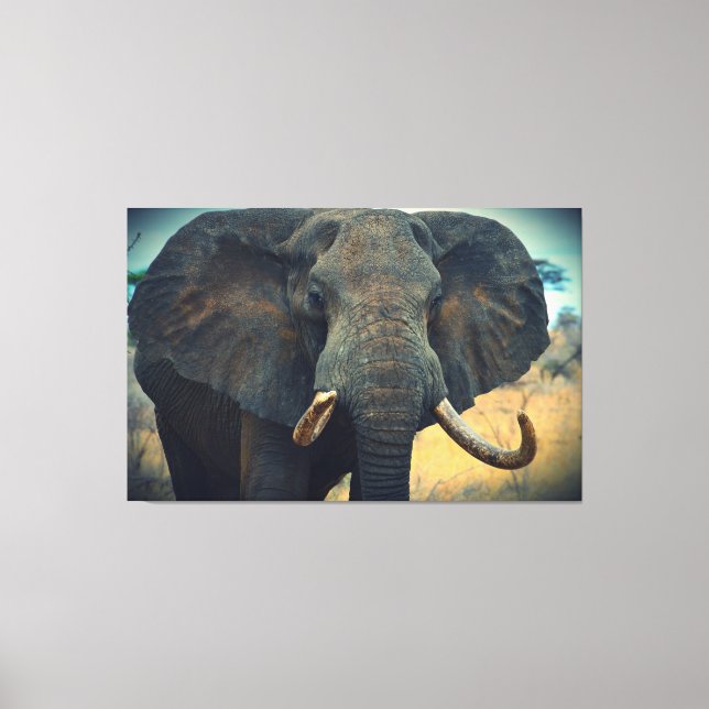 African Elephant Wrapped Canvas Print (Front)