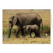 African Elephants (Front Horizontal)